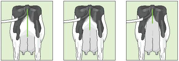 10: Rear Udder Height The distance between the bottom of the vulva (pin bone) and the milk secreting tissue: in relation to height of the animal: