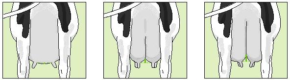 a score 4 (29 cm); 2 cm per point Low High 11: Central Ligament The depth of cleft, measured at the base of the rear udder: 1 Convex to flat