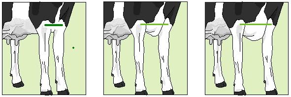 2: Chest Width Measured from the inside surface between the top of the front legs: 1 3 Narrow 4 6 Intermediate 7 9 Wide
