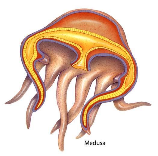 A medusa has a