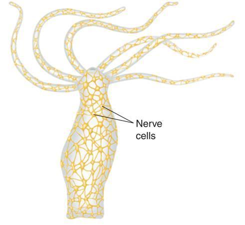 Both polyps and medusas have a nerve net, a loosely