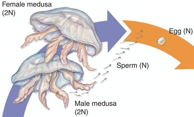 In the life cycle of Aurelia, a common jellyfish, the female