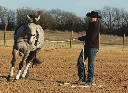 Horsemanship, Dan Steers, are very well suited to offer advice in achieving success with long-lining techniques in a friendly,