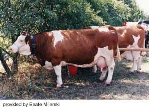 Simmental Imported from Switzerland,