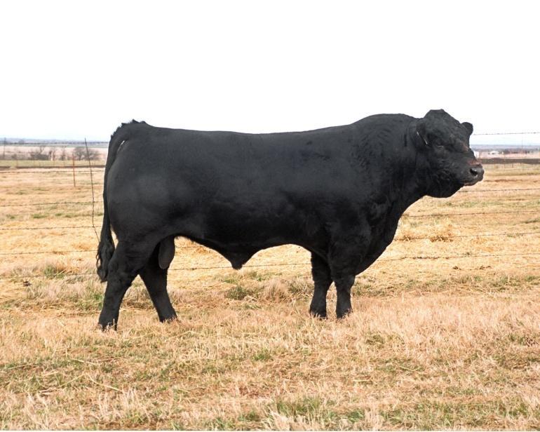 Limousin Originated in France Solid to