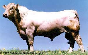 Charolais Developed in