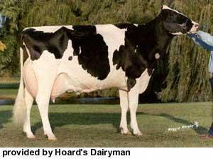 Holstein Dairy cattle Live considerably long and are productive for about 6 years Average