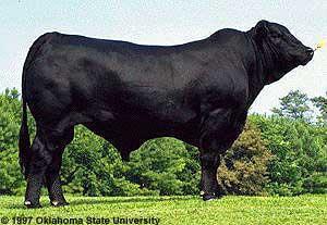 Brangus 3/8 Brahman and 5/8 Angus Combine hardiness, disease resistance and maternal instincts from the