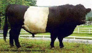 Belted Galloway Known for