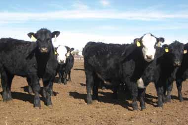 ***** 30 Purebred Open Angus Commercial Heifers & 25 Open Black Whiteface Angus x Polled Hereford Heifers COMMERCIAL HEIFERS The commercial Angus and F1 Polled Hereford cross baldy heifers have the