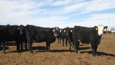 Carcass genetics and feeding performance is a mainstay of our herd. Weights will range from 600-800 pounds by sale day.
