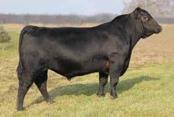 Use to increase stature and skeletal outline Desends from generations of proven dams Sire of Lots 9-13 WHS Limelight 64V Reg. #: 16073564 CE BW WW YW Milk CW MB RE Fat +6 +1.7 +70 +128 +32 +65 +1.
