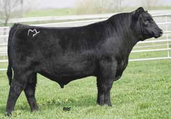 66 Sire: Mytty in Focus MGS: GAR Predestined Proven sire to inject superior growth, docility and carcass merit Provides ample improvement for scrotal size, carcass weight, marbling and stature