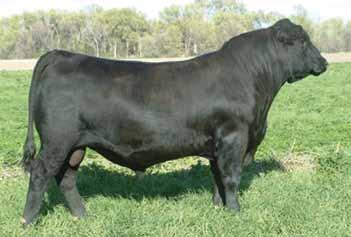 balanced cattle that will keep you in business Sire of Lots 4-5 Summitcrest Focus 2U66 Reg. #: +16265642 CE BW WW YW Milk CW MB RE Fat +12-1.3 +54 +94 +29 +29 +.38 +.59 +.019 $W +56.20 $F +44.