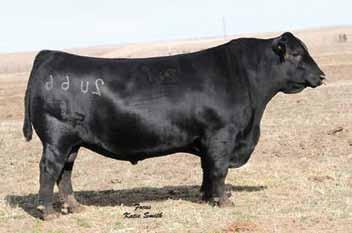 32 Sire: Mytty In Focus MGS: Vermilion Dateline 7078 Offers all the convenience of his sire with more power, thickness and muscle Combines double digit calving ease with outstanding performance, type