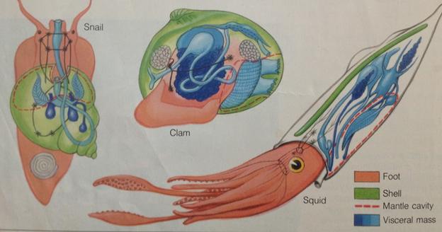 Basic body parts of Mollusks Foot: May be used for movement, food capture or attachment Visceral mass: carries the digestive organ,