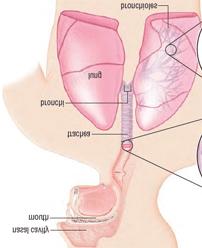 Diagram: The structure and function of the respiratory system The respiratory system brings oxygen in through the nasal cavity.