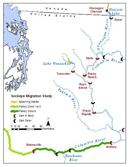 Emphasis on Upstream Migration of Okanagan Sockeye through PIT arrays and acoustic tagging at Wells Dam Better estimates of escapement.