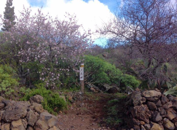 81419) After only 36 m, we turn left off the paved road onto the rough Sendero Chinyero path. If this is almond blossom season (Jan/Feb) you will see many blossoms in this initial area of the walk.
