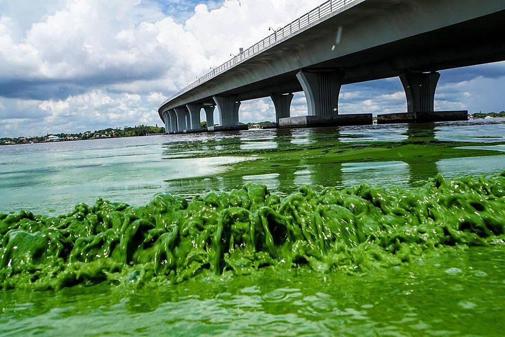Could algae blooms affect the Coastal Bend? - KRI Page 1 of 1 http://www.kristv.