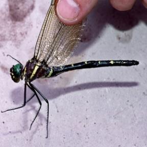 Once the dragonfly finds a mate, the female will find a body of calm water that will be a good place to lay her eggs, and the life cycle of the dragonfly begins all over again.