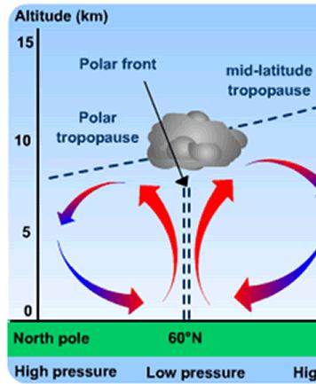 Polar Cell There is also a similar third cell, namely the Polar cell, which forms between 60 and 90 north and south of the equator.