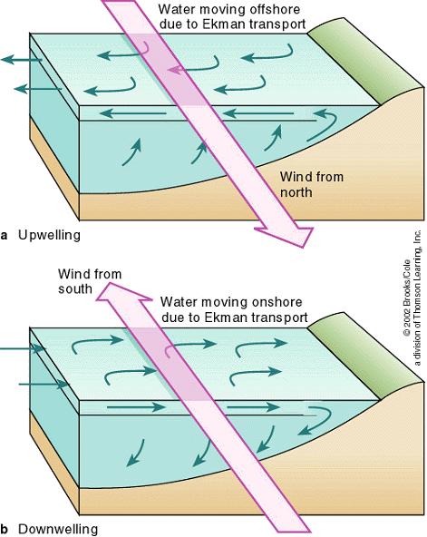 Upwelling and Downwelling The upper figure shows that if the wind blows parallel to the coast in one direction, it causes the surface water to move away from shore.