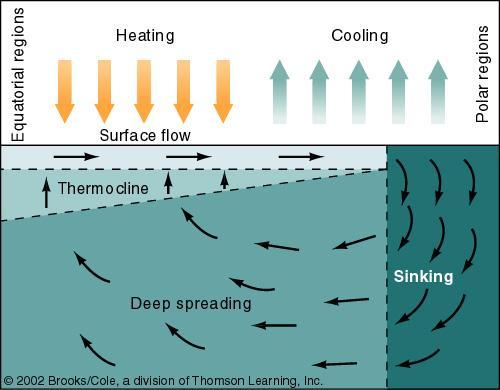 Thermohaline Circulation A model of thermohaline circulation caused by water becoming heated near the equator and cooling