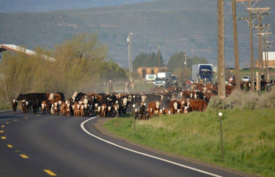 Spring Turnout Ranchers cope with vehicular traffic on U.S. 95, ATVs in Owyhee County as they turnout cattle to public lands By Steve Stuebner Spring turnout is a time that ranchers look forward to.