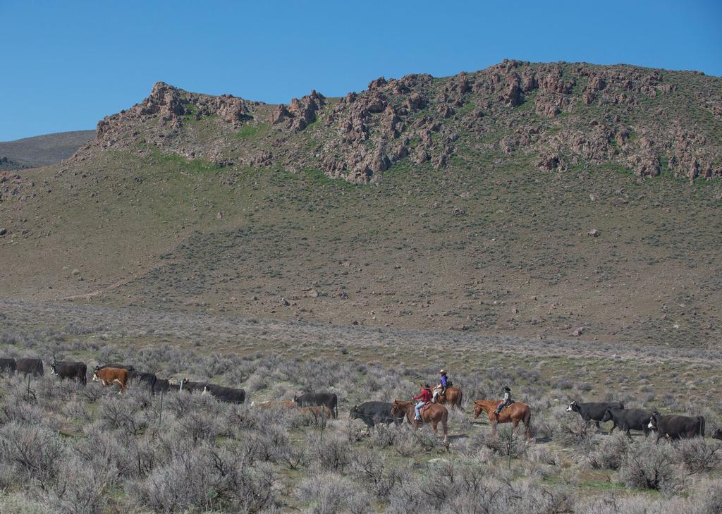 The Jaca Family drives their cattle into the Owyhee Mountains near Hemingway Butte on a sunny spring day. Mink says U.S. 95 is the most efficient way to reach their spring pasture.
