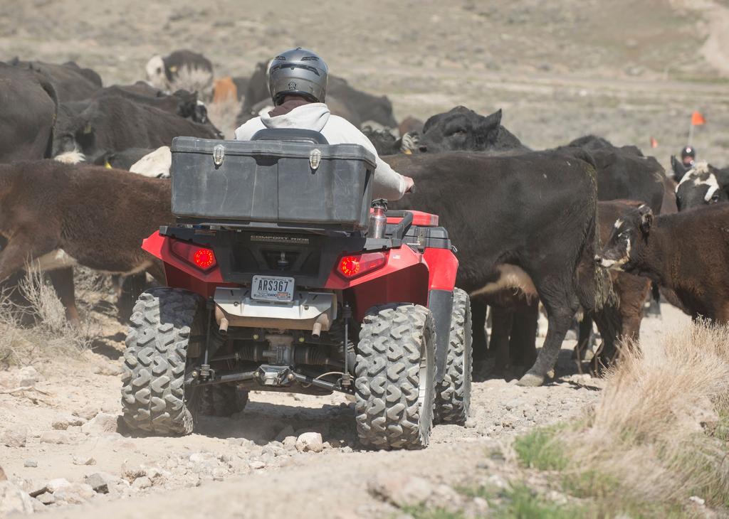 ATV riders go slow on the trail, allowing the livestock to move off of it. Public lands in the Owyhees are managed for multiple uses.