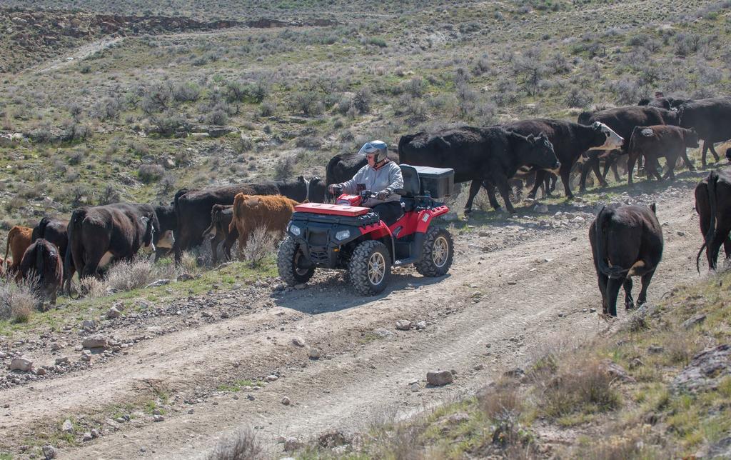 After giving the cattle a few seconds to move off the trail, the ATV riders continue their ride.