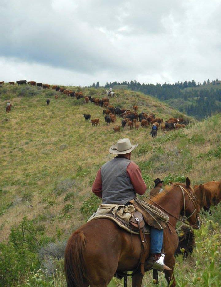 "We move up the country with the seasons, and eventually we get to 7,000 elevation in July 1, stay there till October, and then go back to the home ranch." "All of our cattle go to Whole Foods now.