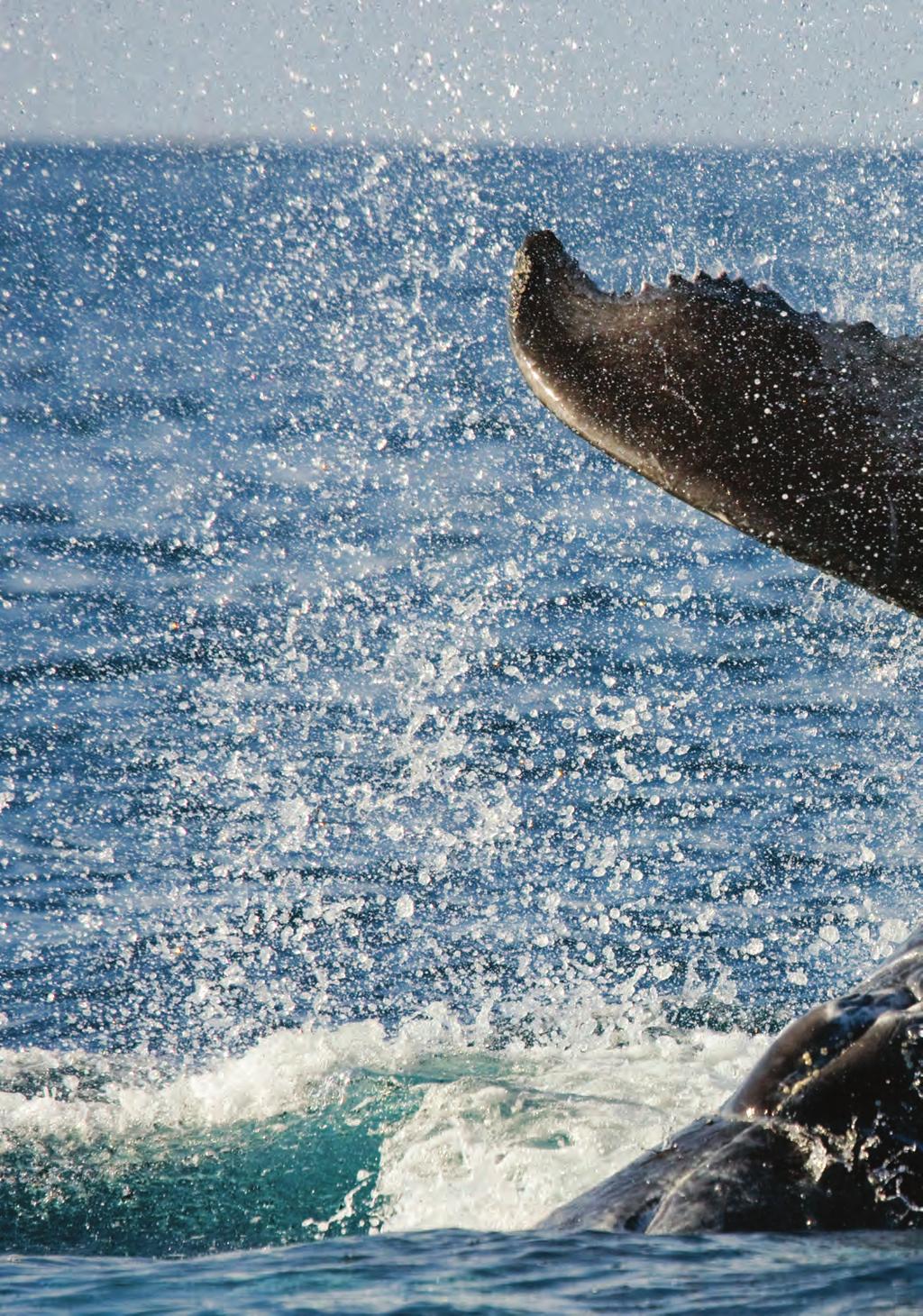 Dana Point is fortunate to have whales year-round, and the highest concentration of endangered Blue