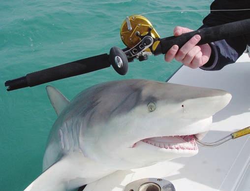 The first fish caught on the new Penn Torque, a 100-plus lb Spinner Shark caught off the coast of