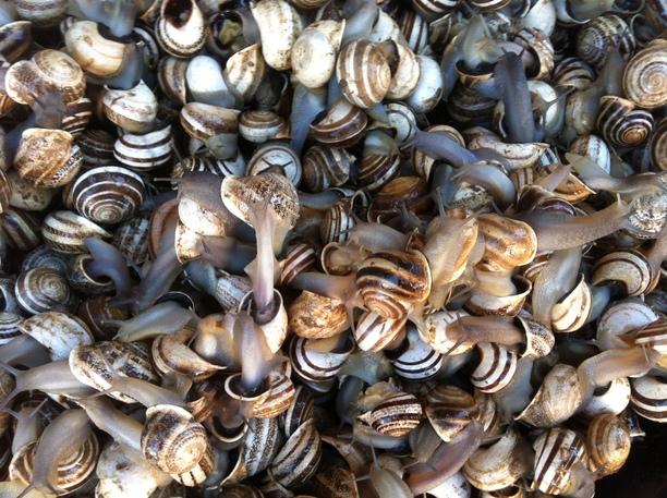 Live Snails For Sale, Marrakesh As well as being able to buy escargot in Marrakesh, you can also buy the raw product. Live snails.