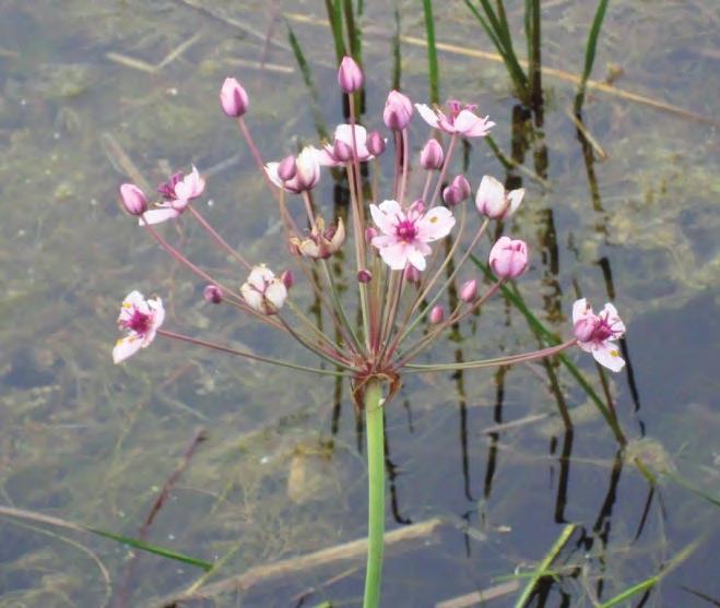 It closely resembles many native shoreland plants, such as the common bulrush. Leaves are sword-shaped, triangular in cross-section. Pink flowers are arranged in umbels (umbrella-shaped).