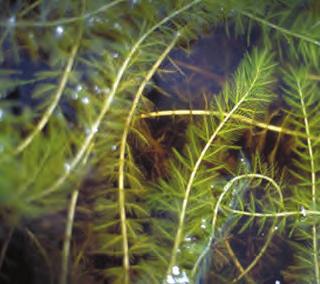 In nutrient-rich lakes it can form thick underwater stands of tangled stems and vast mats of vegetation on the water's surface. In shallow areas the plant can interfere with water recreation.
