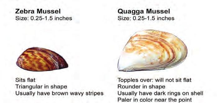 Zebra and Quagga Mussels Identification and Origin Zebra and Quagga mussels are small, fingernail-sized animals that attach to solid surfaces in water.