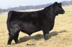 Forever Lady 110 39.36 +1 +3.3 +49 +79 +.84 +25 A son of the American Royal Grand Champion Bull, EXAR Blue Chip +.20 +.20 +50.09 +79.