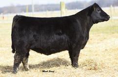 KRAMERS ANGUS FEMALES KRAMERS FOREVER LADY 462 - Lot 39 KWF MISS CHEYENNE 331 - Lot 41 39 Date: 9-16-2014 Forever Cow 18039693 Lady 462 Tattoo: 462 41 KwF Date: 11-20-2014 Miss Cheyenne Cow +18387987