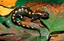 Spotted Salamander (Ambystoma maculatum) Size: 4 to 7 in.