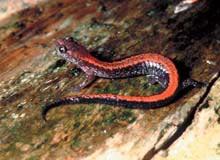 Redback Salamander (Plethodon cinereus) Size: 3 to 4 in.