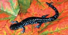 Blue-spotted Salamander (Ambystoma laterale) Size: 3 to 5 in. Description: This is a relatively slender blueblack salamander with whitish or blue spots on its back.