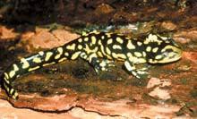 Tiger Salamander (Ambystoma tigrinum) Size: 7 to 11 in. Description: This salamander is generally black with variable yellow markings on its head, body, and tail.