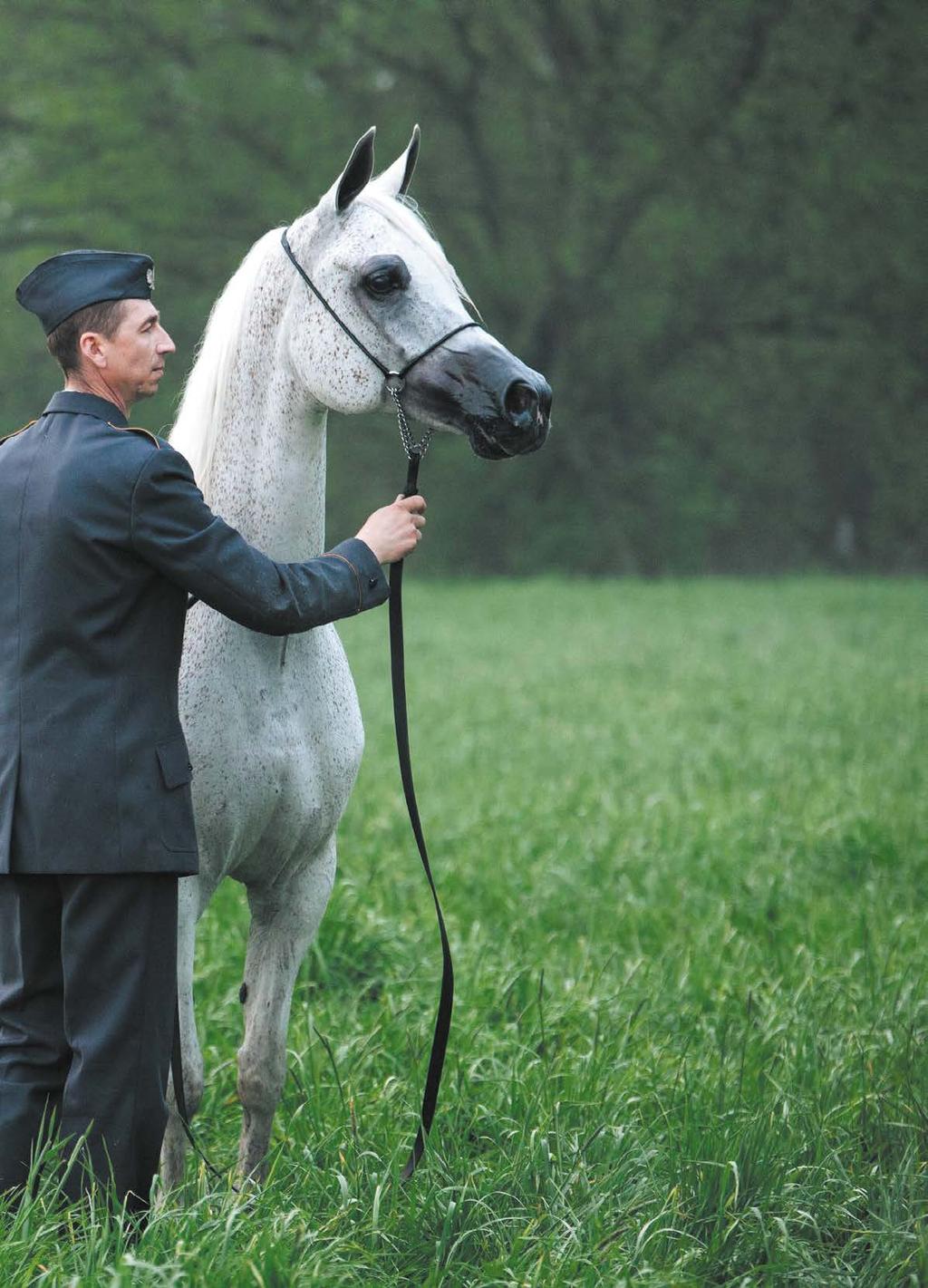 Emandoria, Michałów Stud Q: Is there still such a thing as a Pure Polish Arabian horse? A: Yes. Pure Polish is a phrase distinguishing Polish breeding from others around the world.