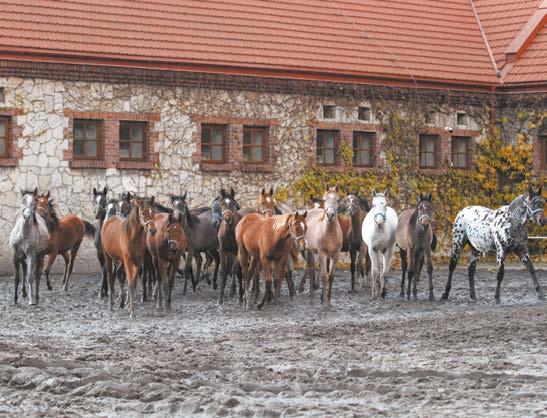 stud is Michałów, established in 1953 and from the very beginning intended as an Arabian horse stud. In Białka Arabian horses have been bred for only 35 years.