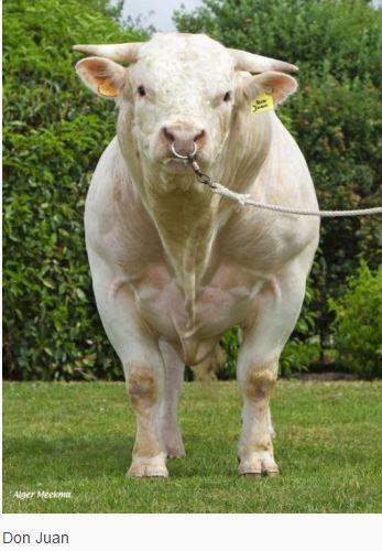 code~ CH 4110 Breed 100% Charolaise Date of birth 02/12/2008 Straw colour Red Calving ease~ Easy Elite Don Juan originates from the