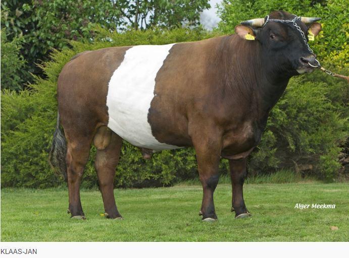 Blankvoort KLAAS-JAN is a pedigree Lakenvelder bull that has qualities for grass beef production.