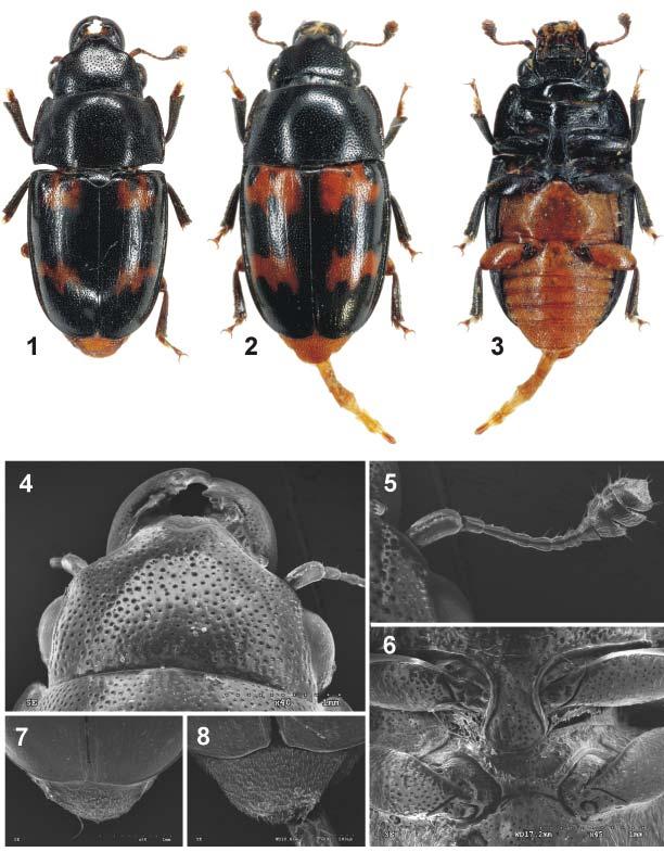 Acta Entomologica Musei Nationalis Pragae, 49(2), 2009 507 Figs. 1 8. Glischrochilus jelineki sp. nov.